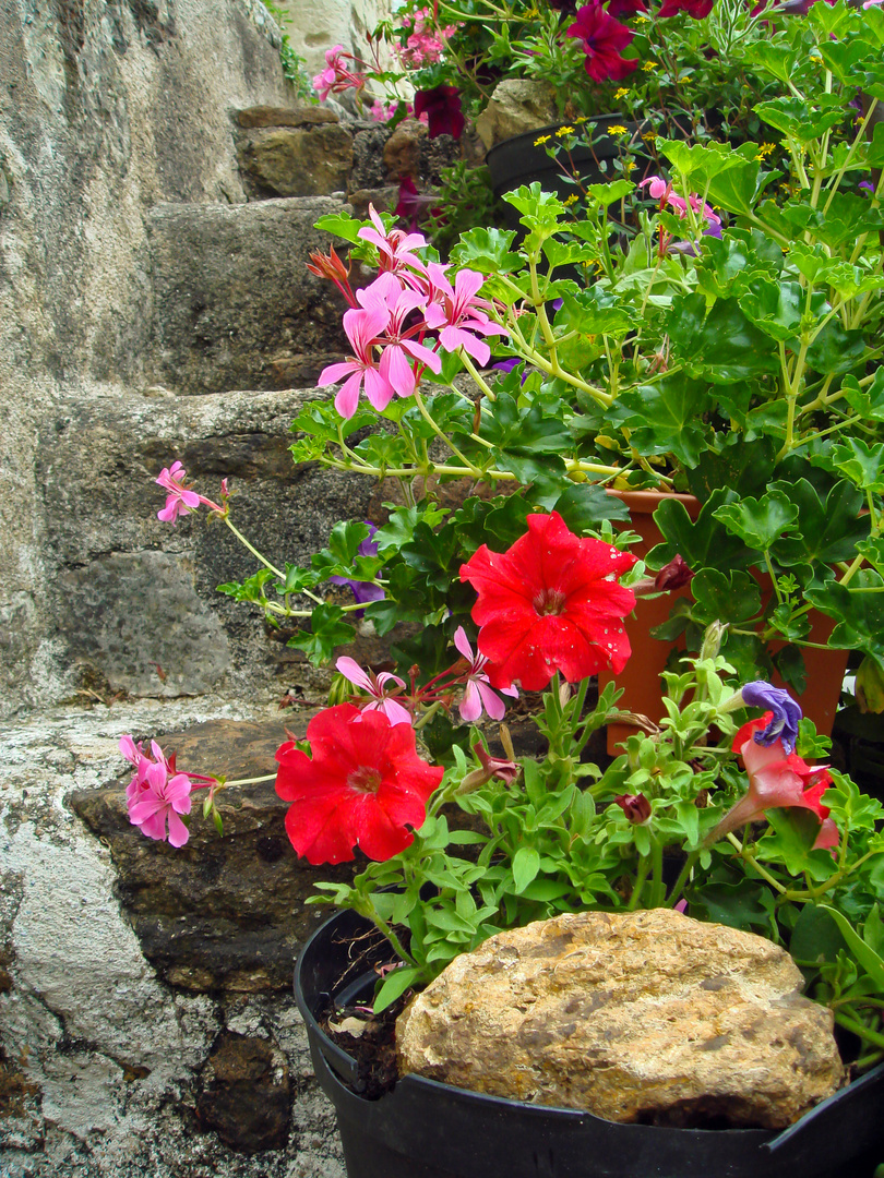 Treppenaufgang - Candes St.Martin/Indre et Loire/Frankreich