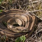 Treppennatter (Rhinechis scalaris)