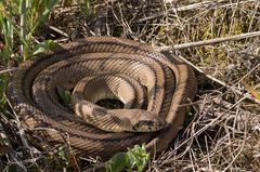 Treppennatter (Rhinechis scalaris)