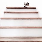 Treppenstufen mit Hund
