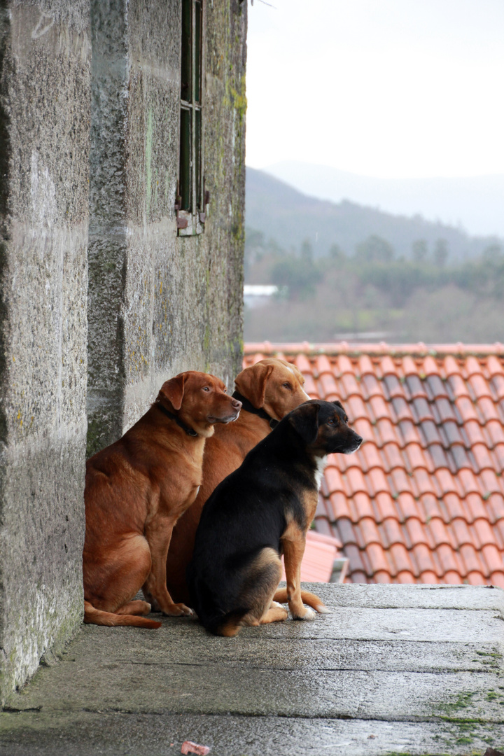 Tres "amigos" esperando a que escampe