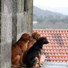 Tres "amigos" esperando a que escampe