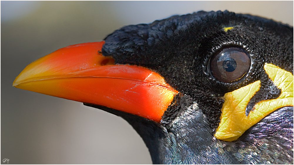 Très attentif...    Den Fotografen ständig im Auge........