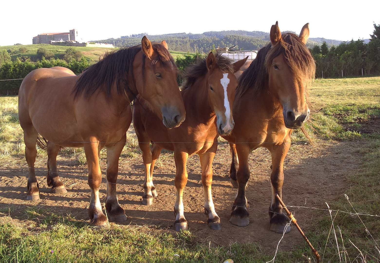 Tres caballos