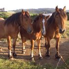 Tres caballos