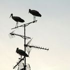 Tres cigüeñas "sin techo" en Alfaro (La Rioja)