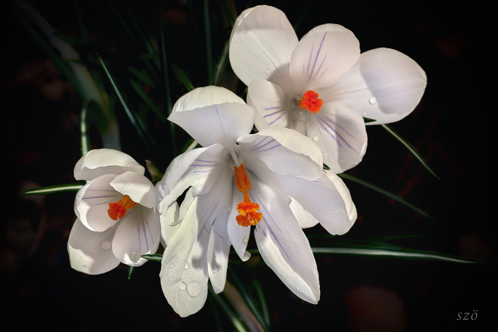 Tres Crocus blanco