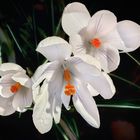 Tres Crocus blanco