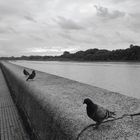 Tres curiosas palomas