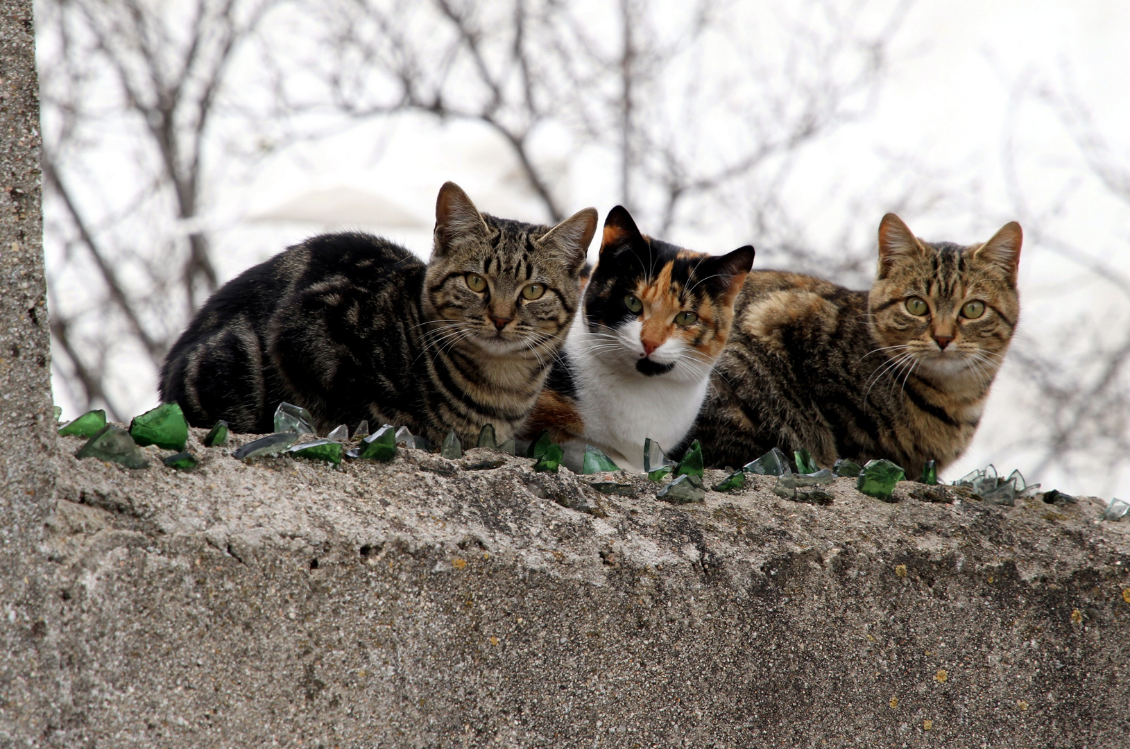 TRES CURIOSOS