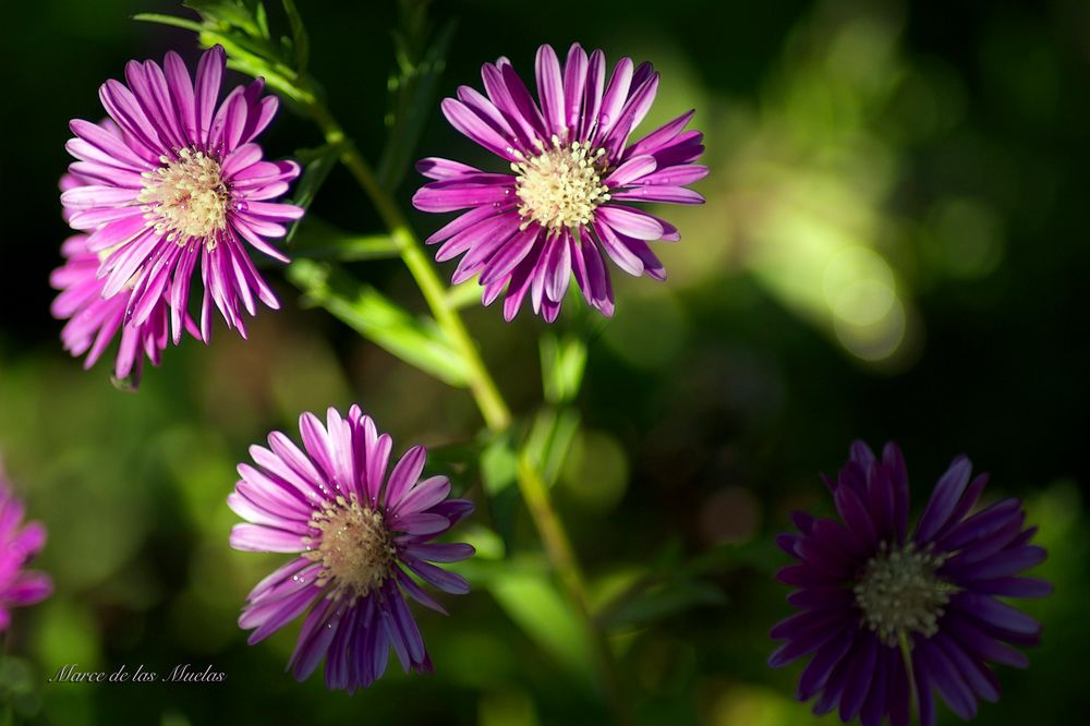 ...tres estrellas...