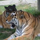 Trés gros chat !!