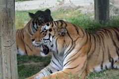 Trés gros chat !!