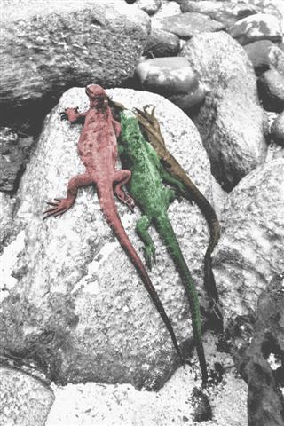 tres iguanas