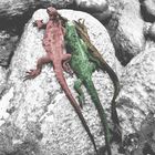 tres iguanas