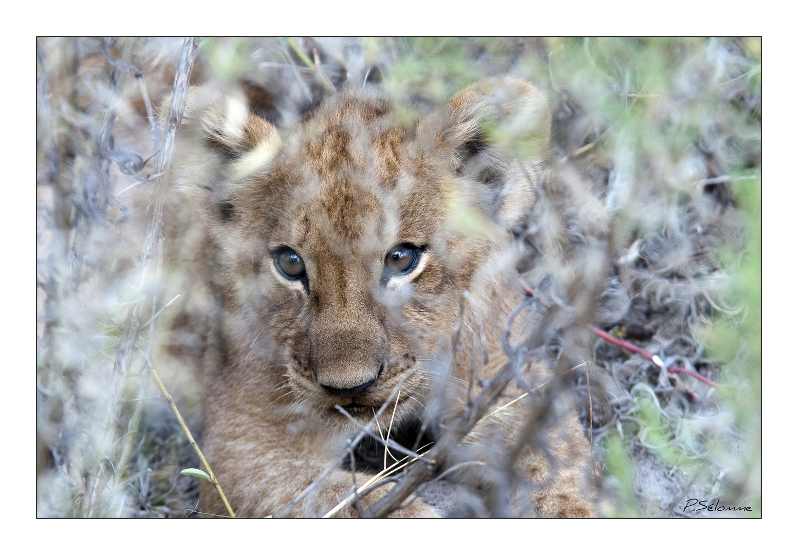 très jeune lionceau