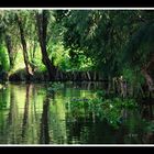 Très loin de chez moi, les canaux de Xochimilco