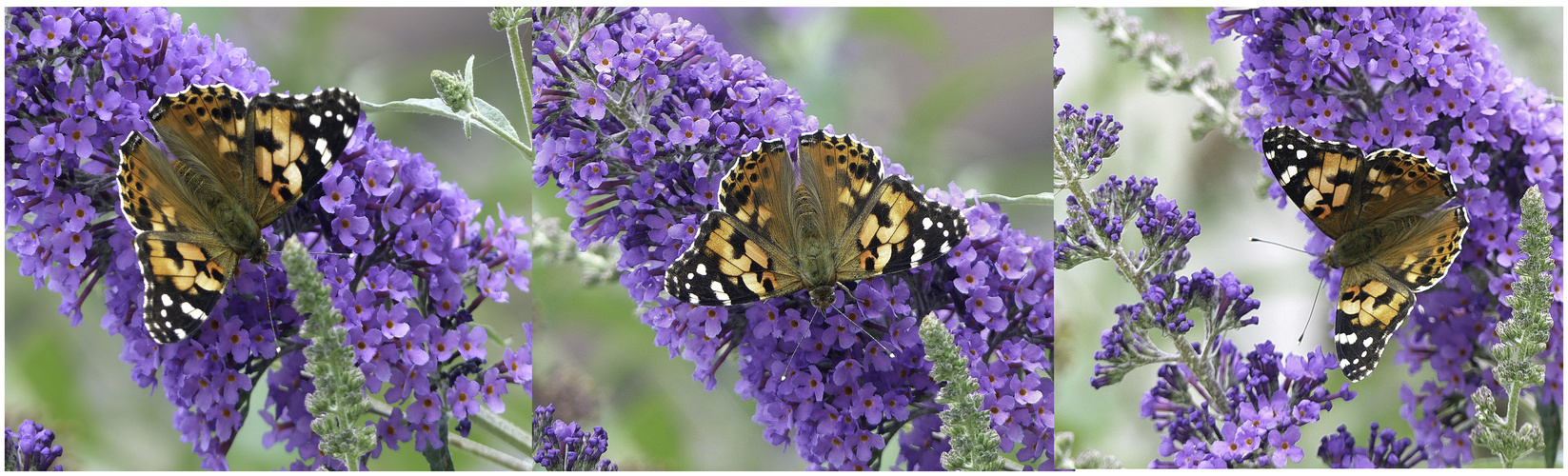 Tres mariposas