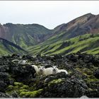 TRES MIRADAS AL COMIENZO DE LA SENDA F208 (LANDMANNALAUGAR, ICELAND)