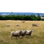 Tres ovejas posando