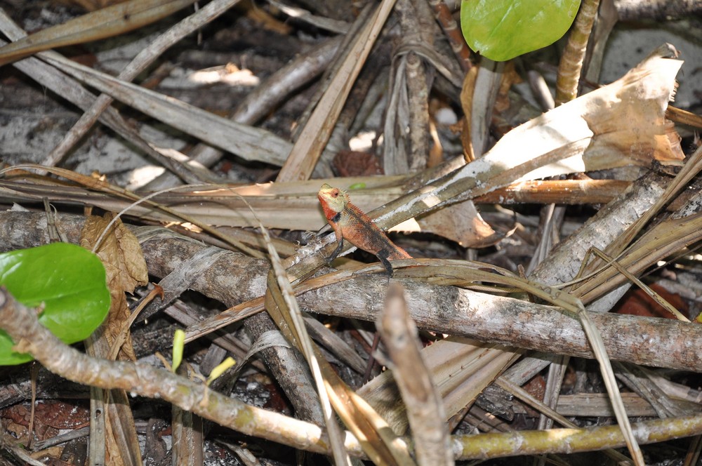 tres petit lezard des sables