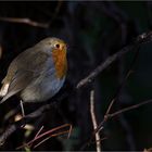 Tres photogenique mon petit rouge gorge!