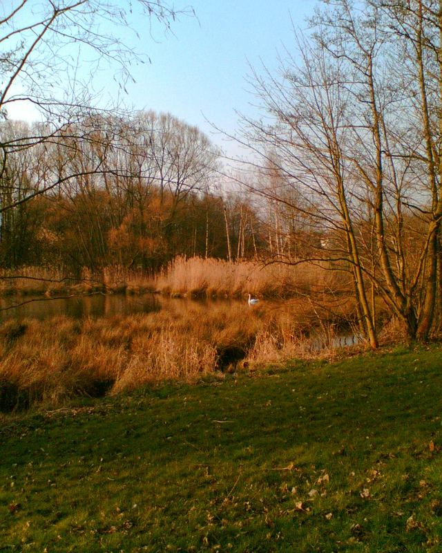 Très pittoresque! Schwanenteich im Frühling