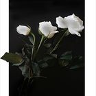 Tres Rosas Blancas