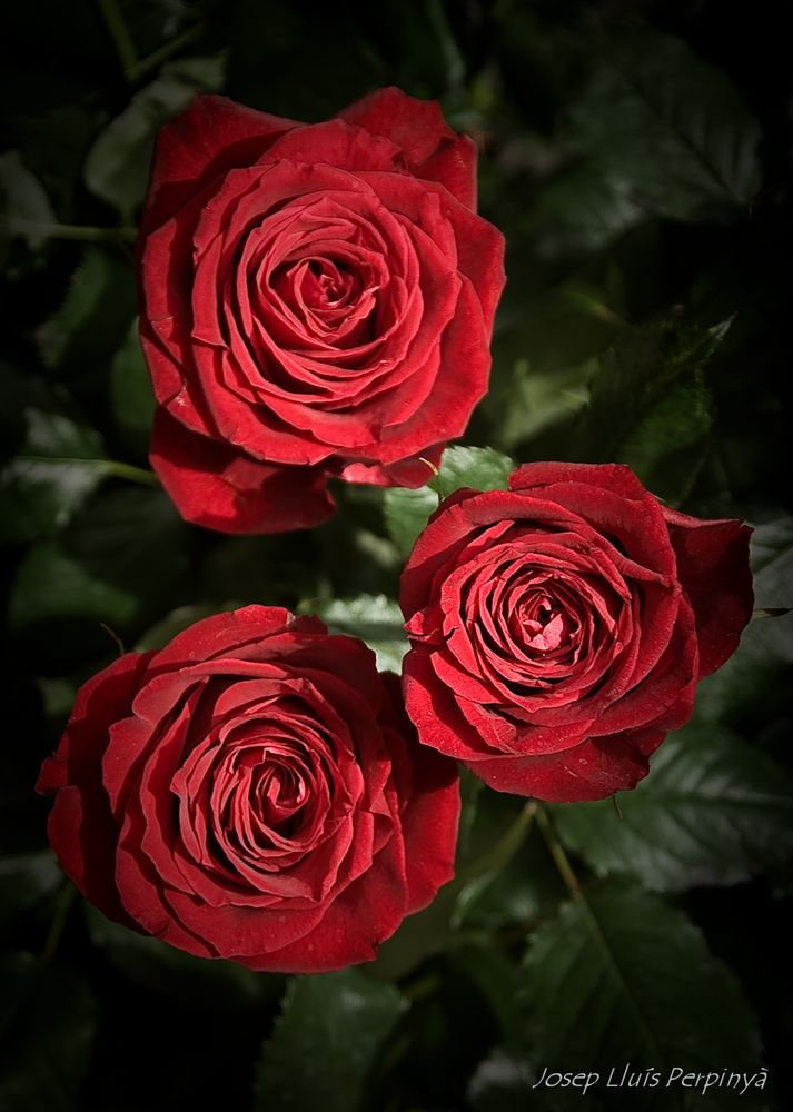 Tres Roses