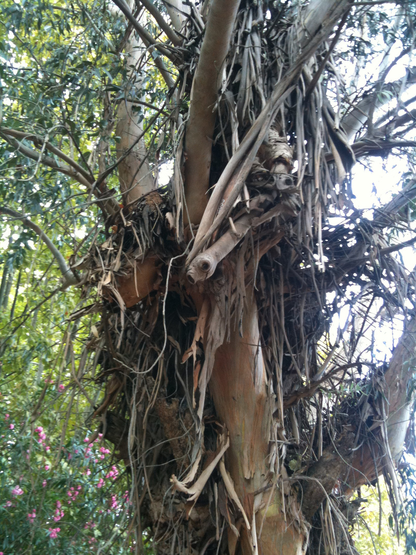 Très vieil arbre