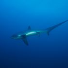 Tresher Shark