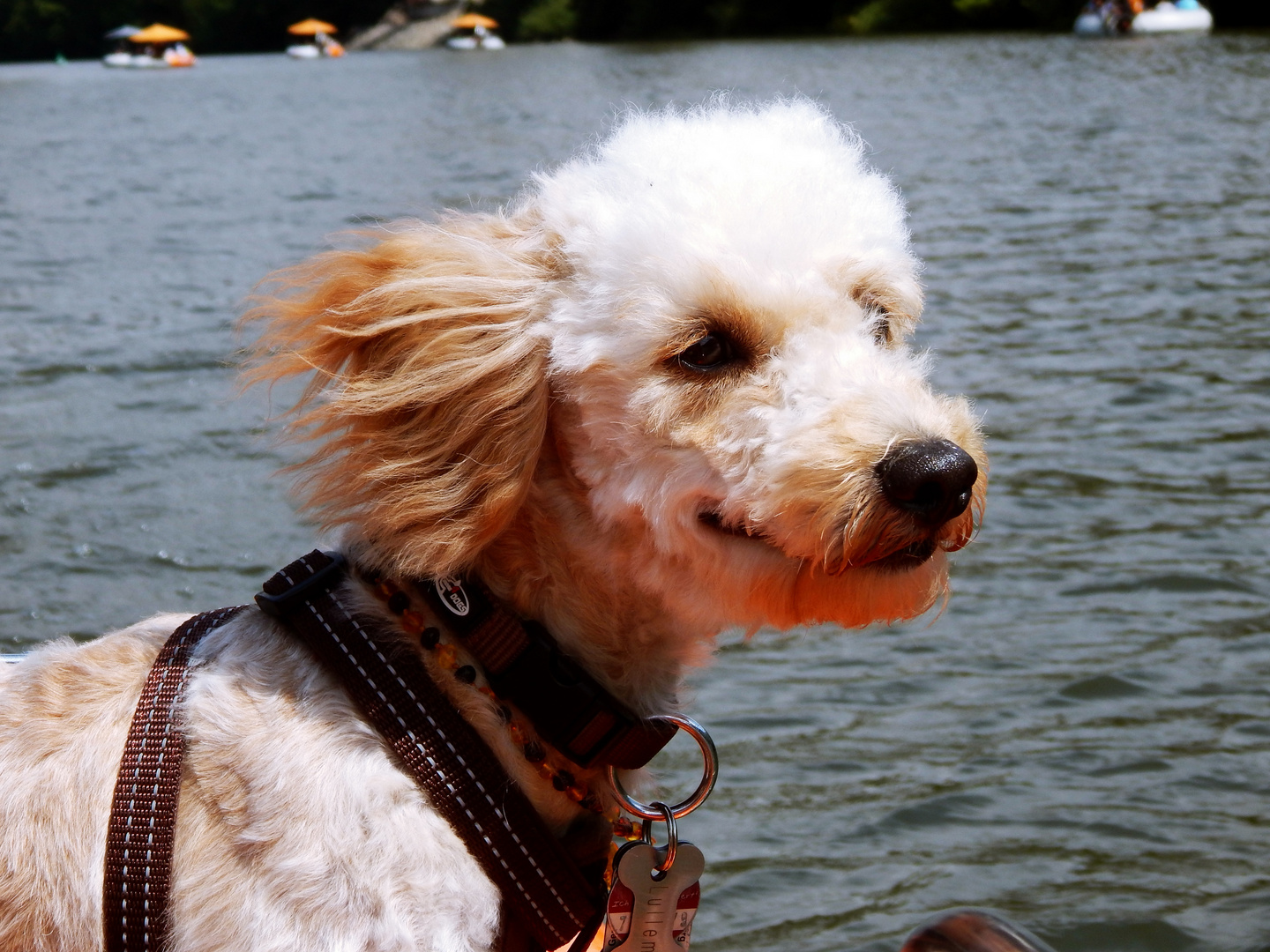 Tretboot fahren mit Lulle