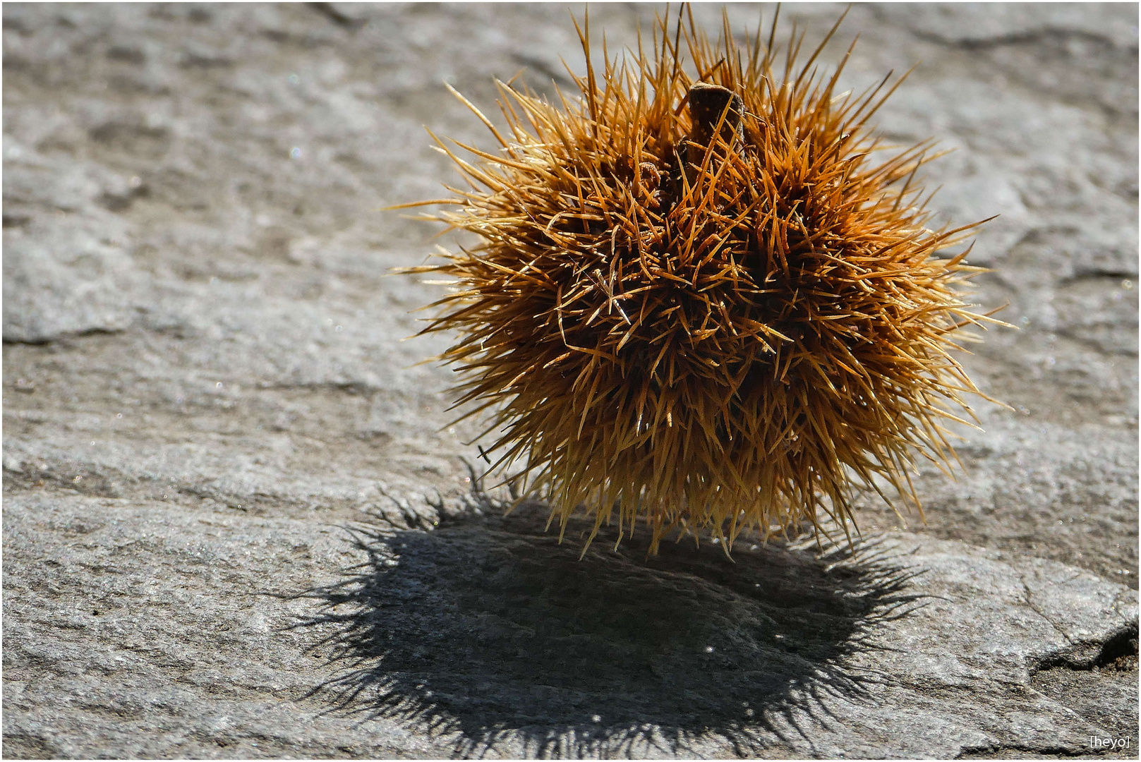 Tretmine Foto & Bild bäume, natur, pflanzen Bilder auf