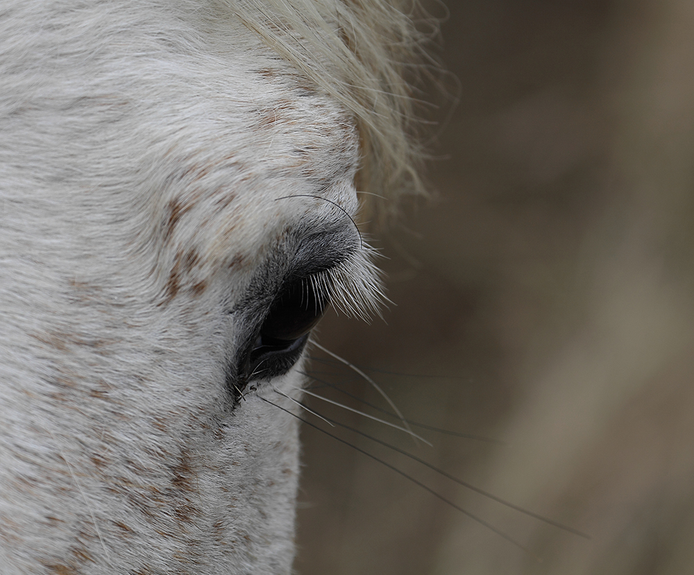 Treue Augen