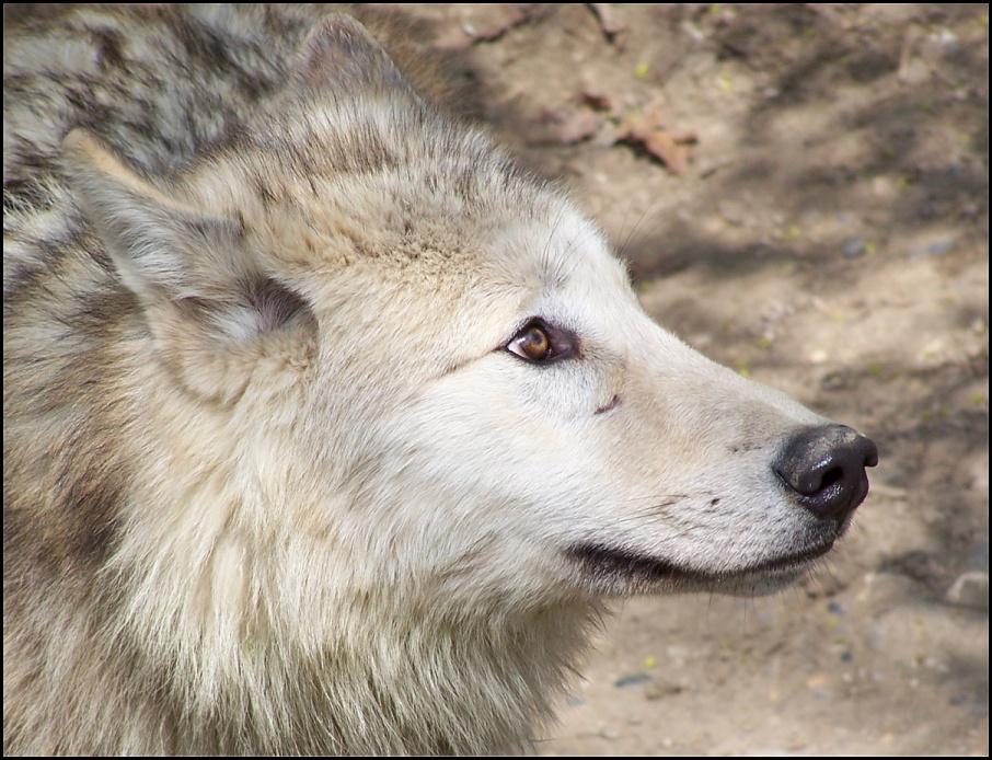 Treue Augen