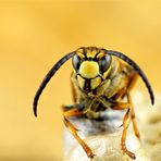 "Treue"  Augen haben sie.. die Hornissen.. ( Vespa crabro)