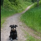 Treue Weggefährtin auf vier Pfoten im Wald