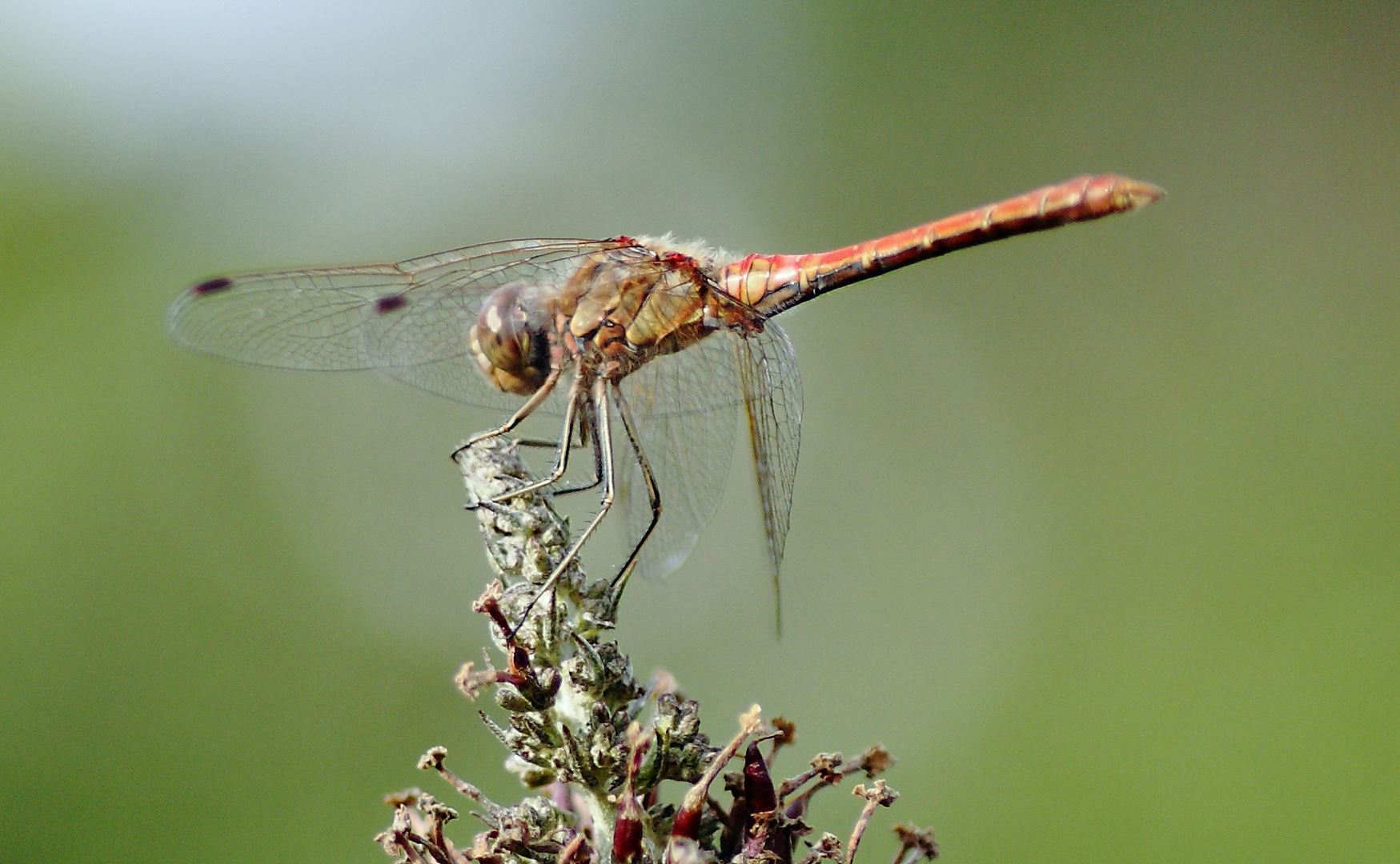 Treuer Gartenbesucher