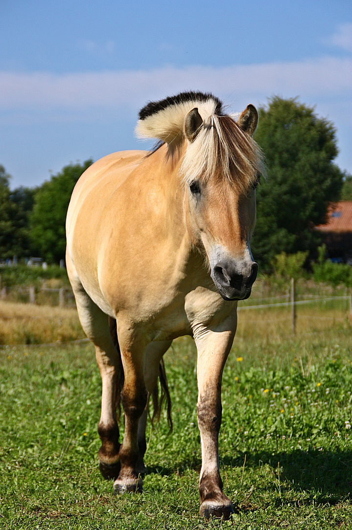 treuer Gefährte