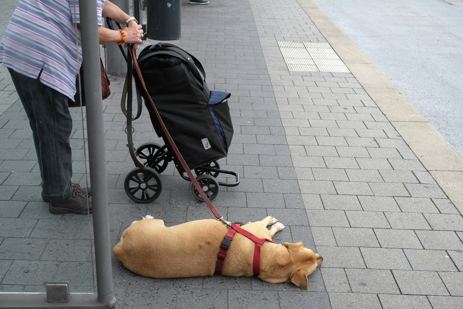 Treuer Hund