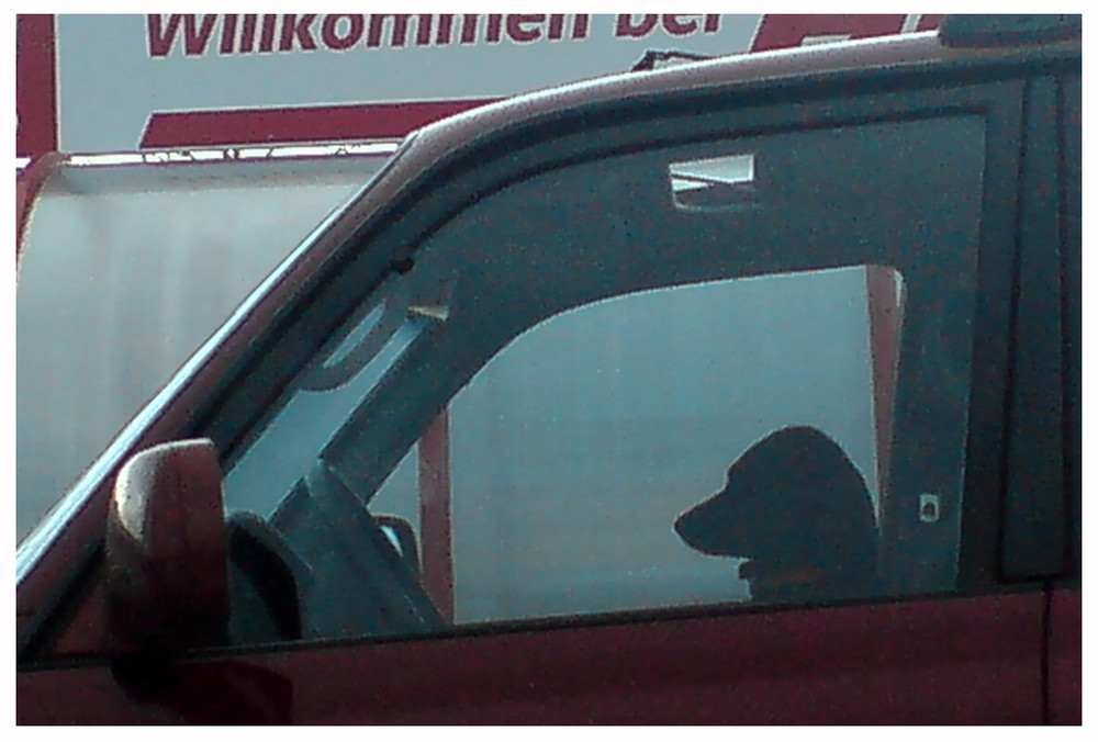 treuer Hund