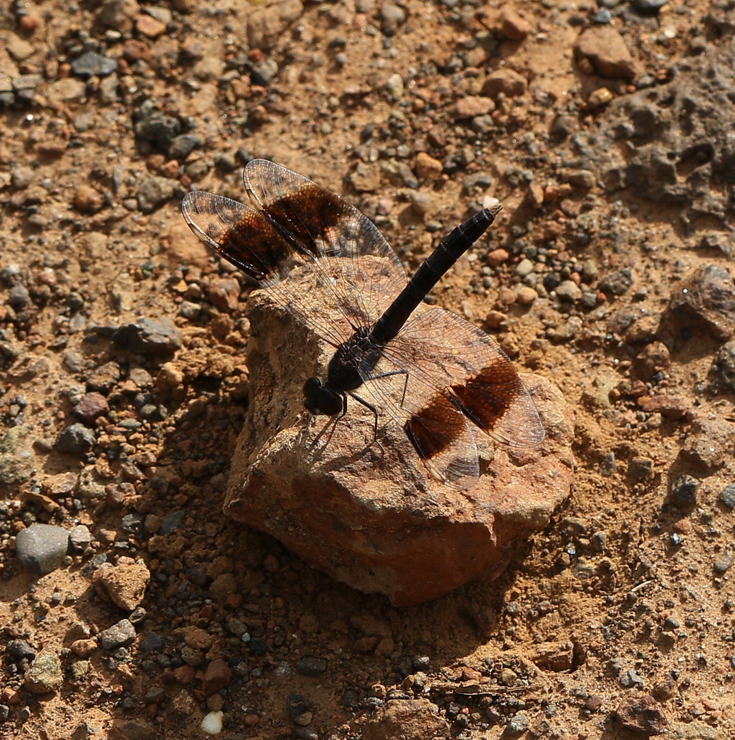 Treuer Kurzpfeil – Brachythemis impartita - Männchen