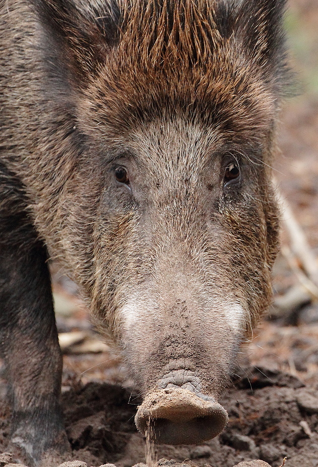 Treuer Wildschwein-Blick