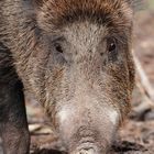 Treuer Wildschwein-Blick