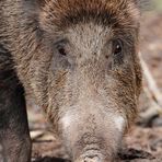 Treuer Wildschwein-Blick