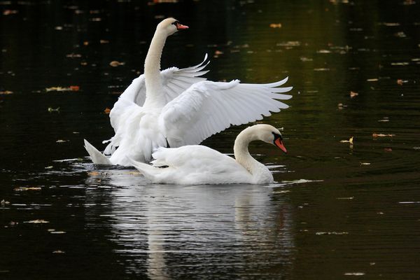 treues Schwanenpaar