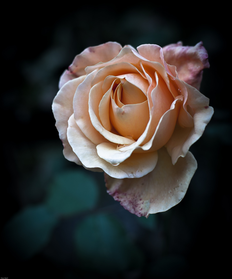 Treueste Rose in meinem Garten.....