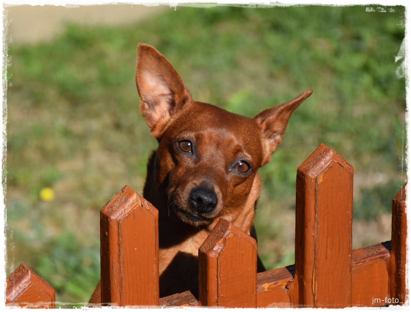 Treuherziger Blick