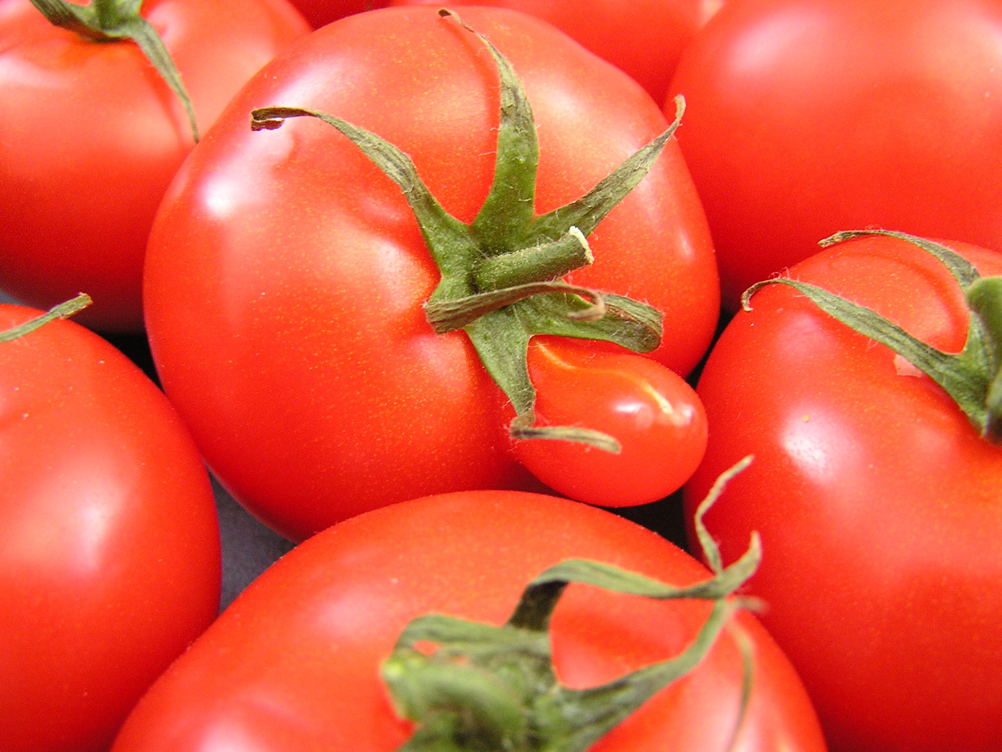 Treulose Tomaten