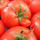 Treulose Tomaten